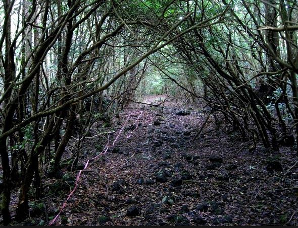 Khu rừng "tự sát" - Aokigahara