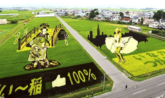 Tanbo – Nghệ thuật trên đồng lúa Nhật Bản